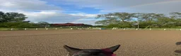  stallplats finnes: Sundbybergs ryttarförening söker stallkompis  - Annons 5