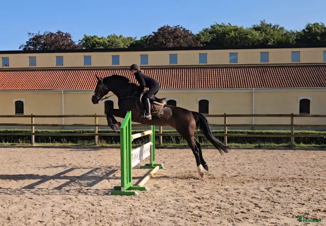 Hoppning hästar till salu: Fantastisk läromästare efter HipHop x Cortez🎖🤩 i Tollarp - Annons 4