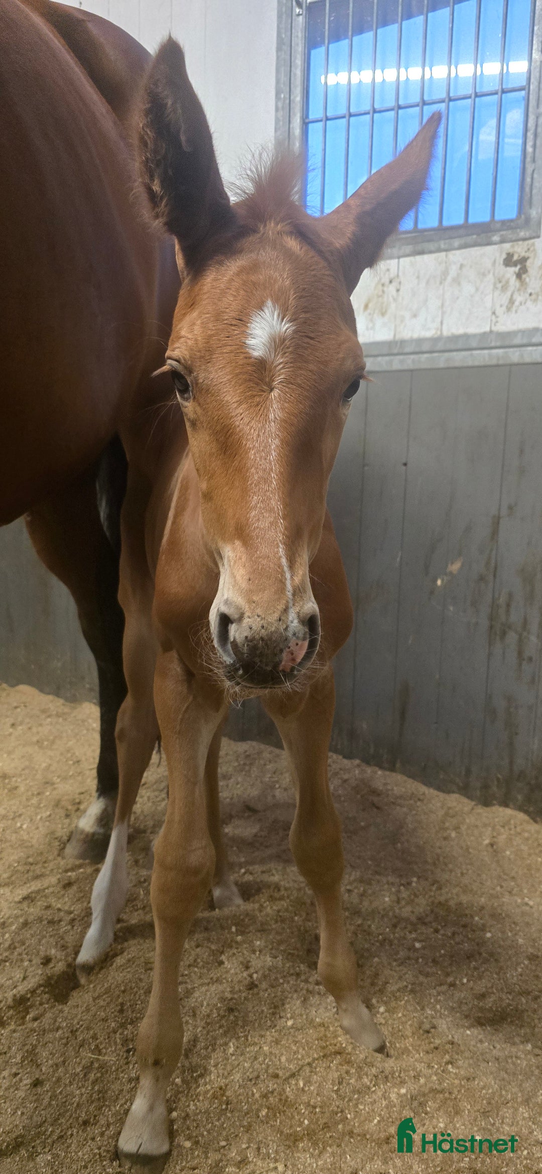 Dressyr hästar till salu: Passa på!! Dressyr löfte med högt meriterad stam! i Veddige - Annons 9