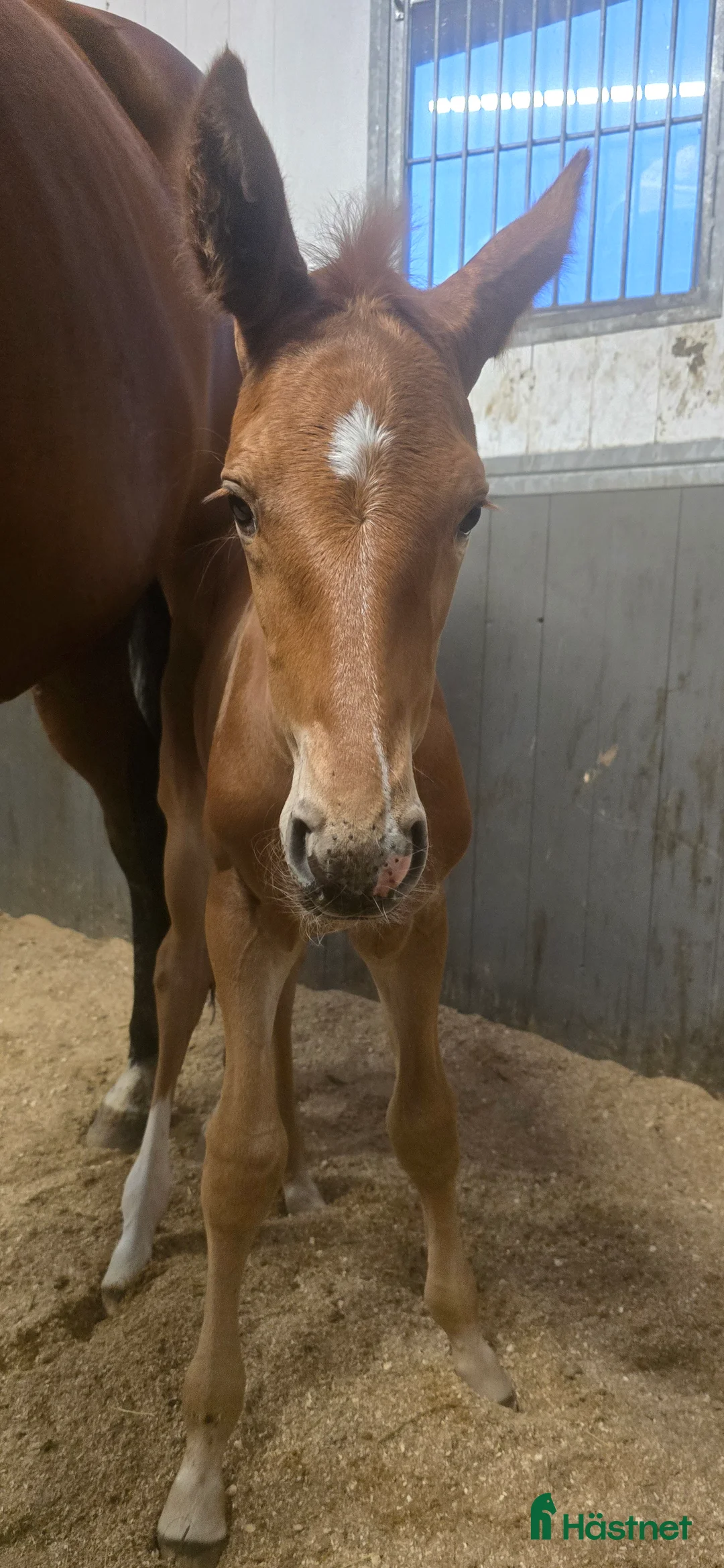 Dressyr hästar till salu: Passa på!! Dressyr löfte med högt meriterad stam! - Annons 9