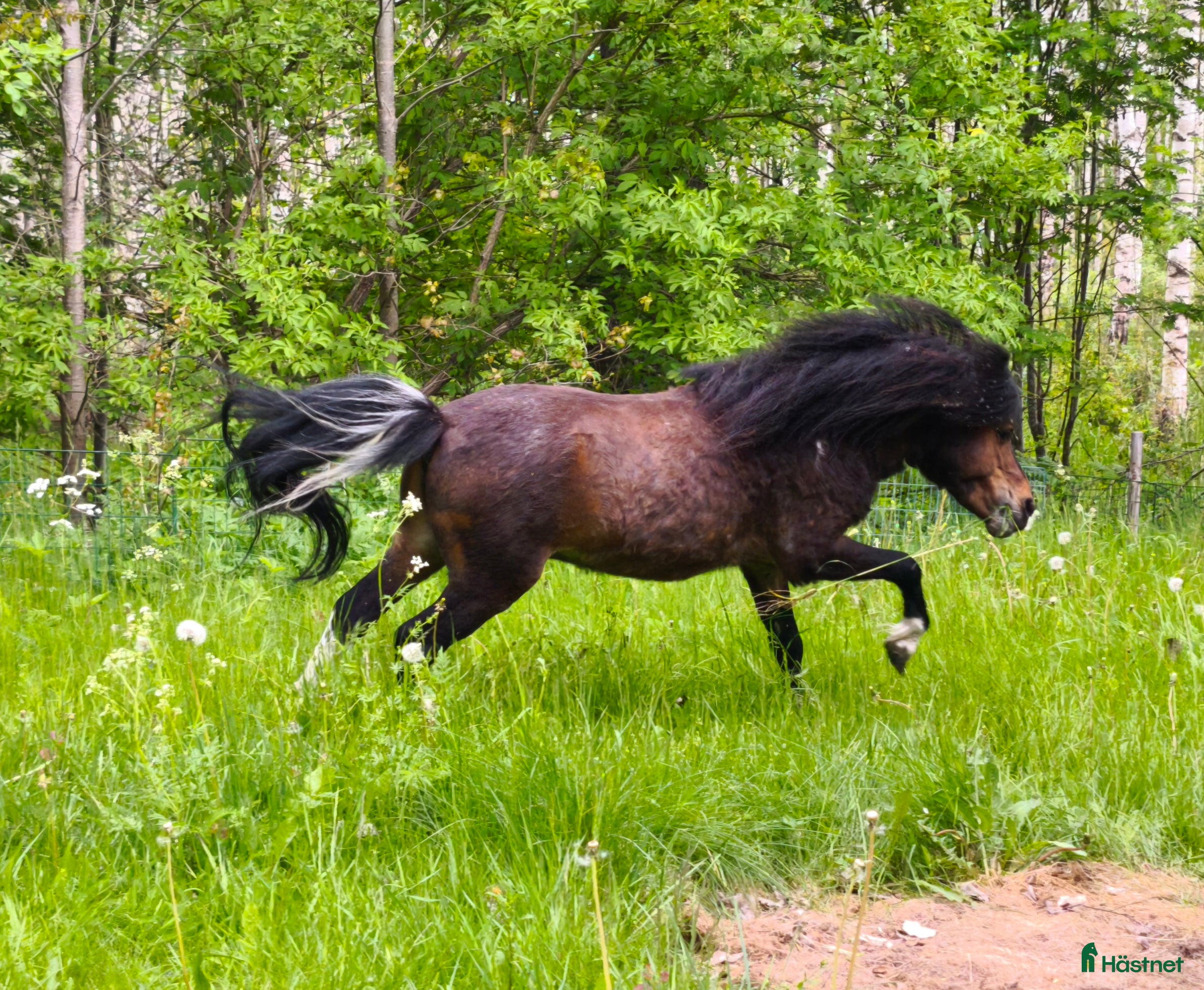  hästar AMHA HINGST 5 år i Tjällmo - Annons 11