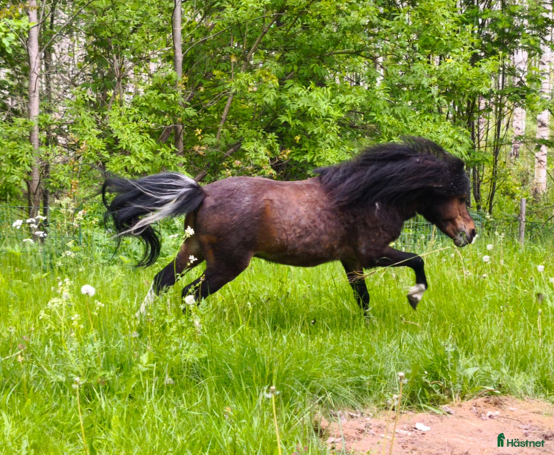Övrigt hästar till salu: AMHA HINGST 5 år i Tjällmo - Annons 1