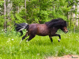 hästar AMHA HINGST 5 år i Tjällmo - Annons 7