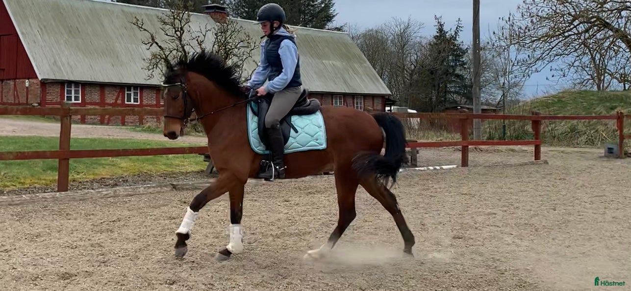  hästar ⭐️ Lovande allroundponny ⭐️ - Annons 2