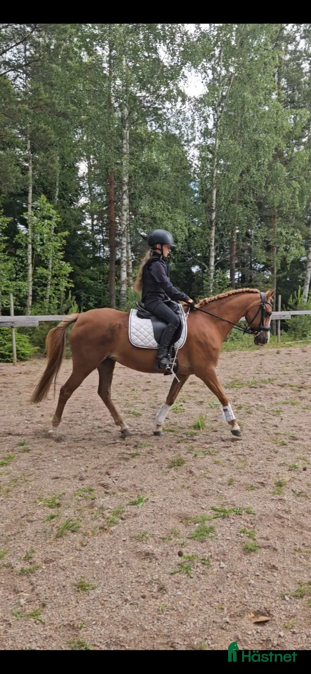 Allround hästar till salu: Intressekoll! Scilla söker sin nya lilla ryttare❤️ i Ljungsbro - Annons 2