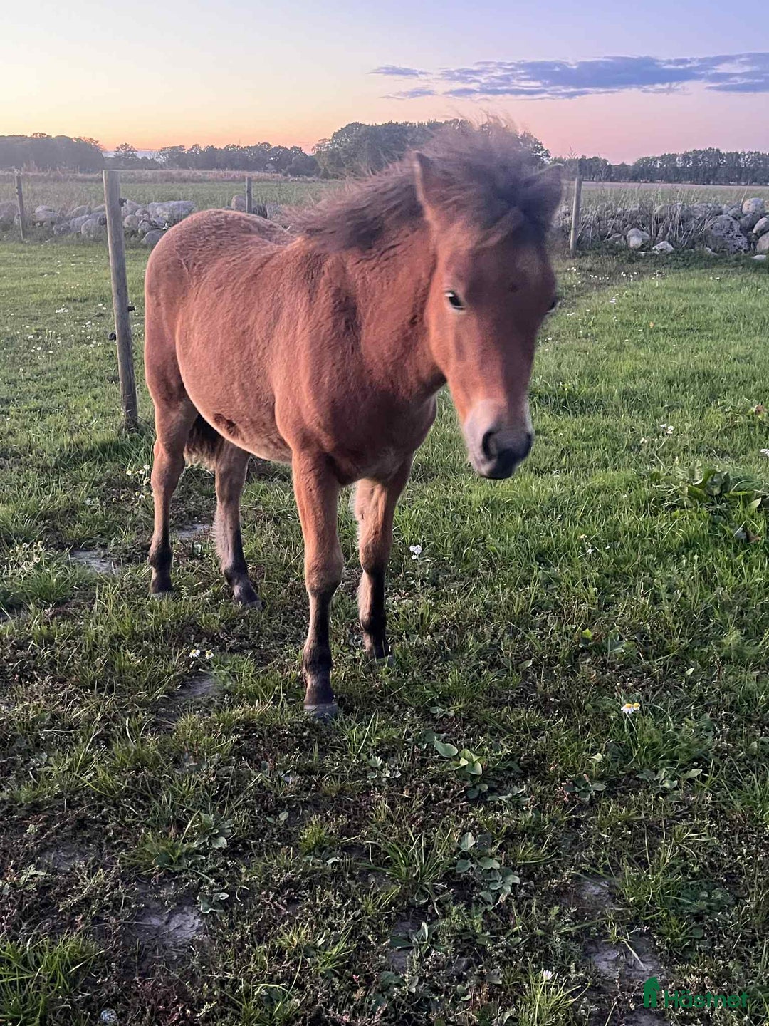 Trav hästar till salu: TVÅ fantastiska ponnyer i Vollsjö - Annons 2