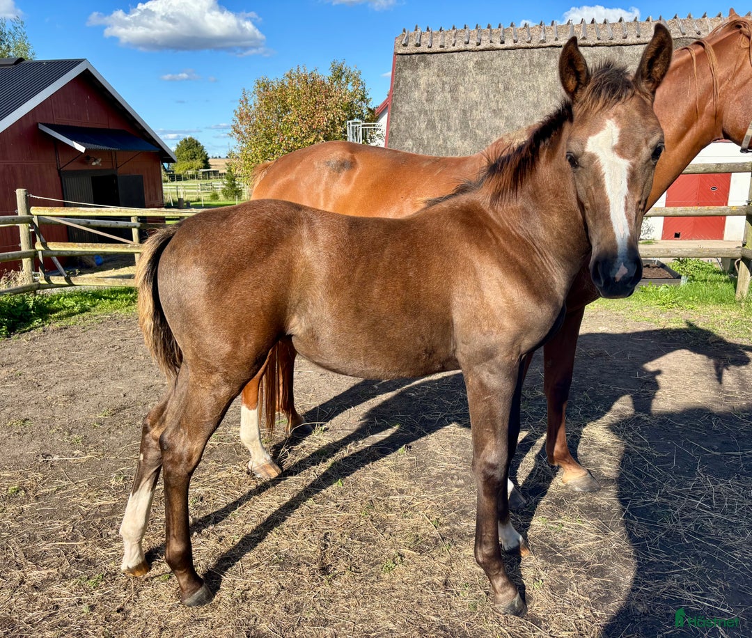 Hoppning hästar till salu: Komplett sto med prestationsmöderne i Lund - Annons 4