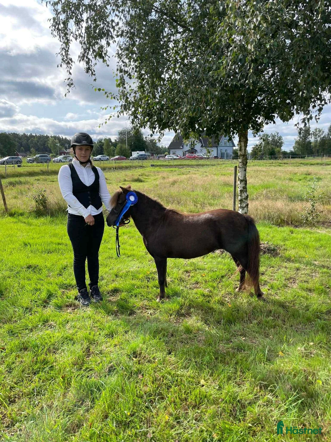 Allround hästar till salu: Mycket lovande AMHA unghingst i Knivsta - Annons 5