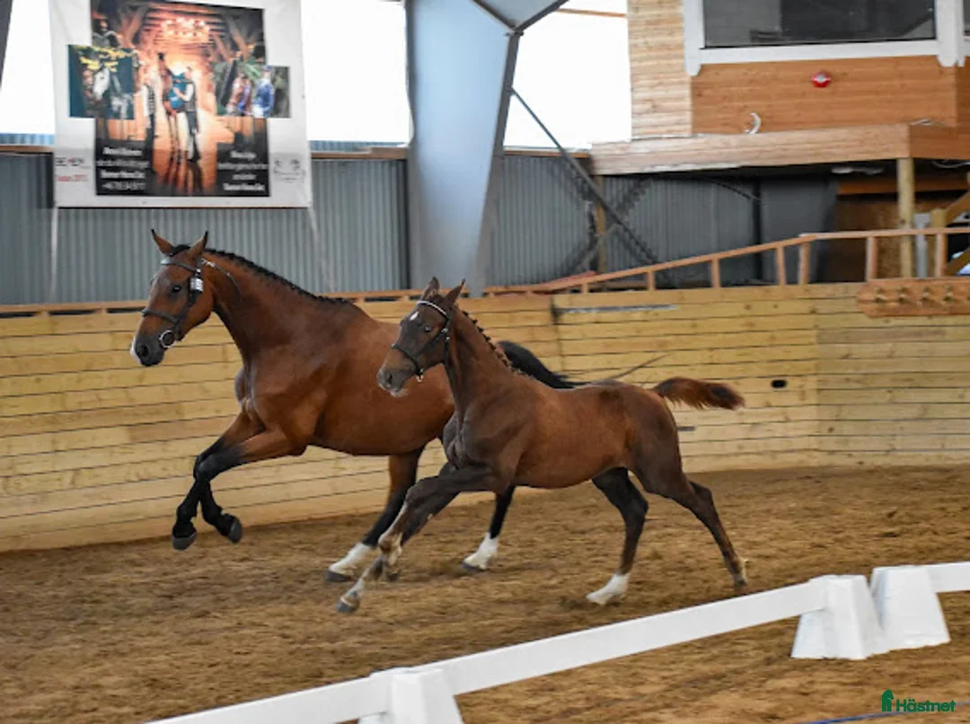 Hoppning hästar till salu: Fint stoföl efter LLoyd 1428 i Kisa - Annons 3