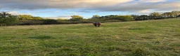 stallplats finnes: Stallplatser/rehab  i Floby - Annons 1