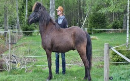 Island hästar till salu: En allsidig Islandshäst  i Kallinge - Bild 2
