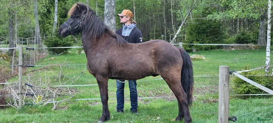 Island hästar till salu: En allsidig Islandshäst  i Kallinge - Bild 2