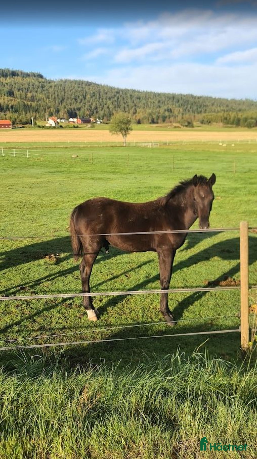 Dressyr hästar till salu: Svart Hingst Föl efter Bon Couer/Fürst Belissaro i Strömstad - Annons 7