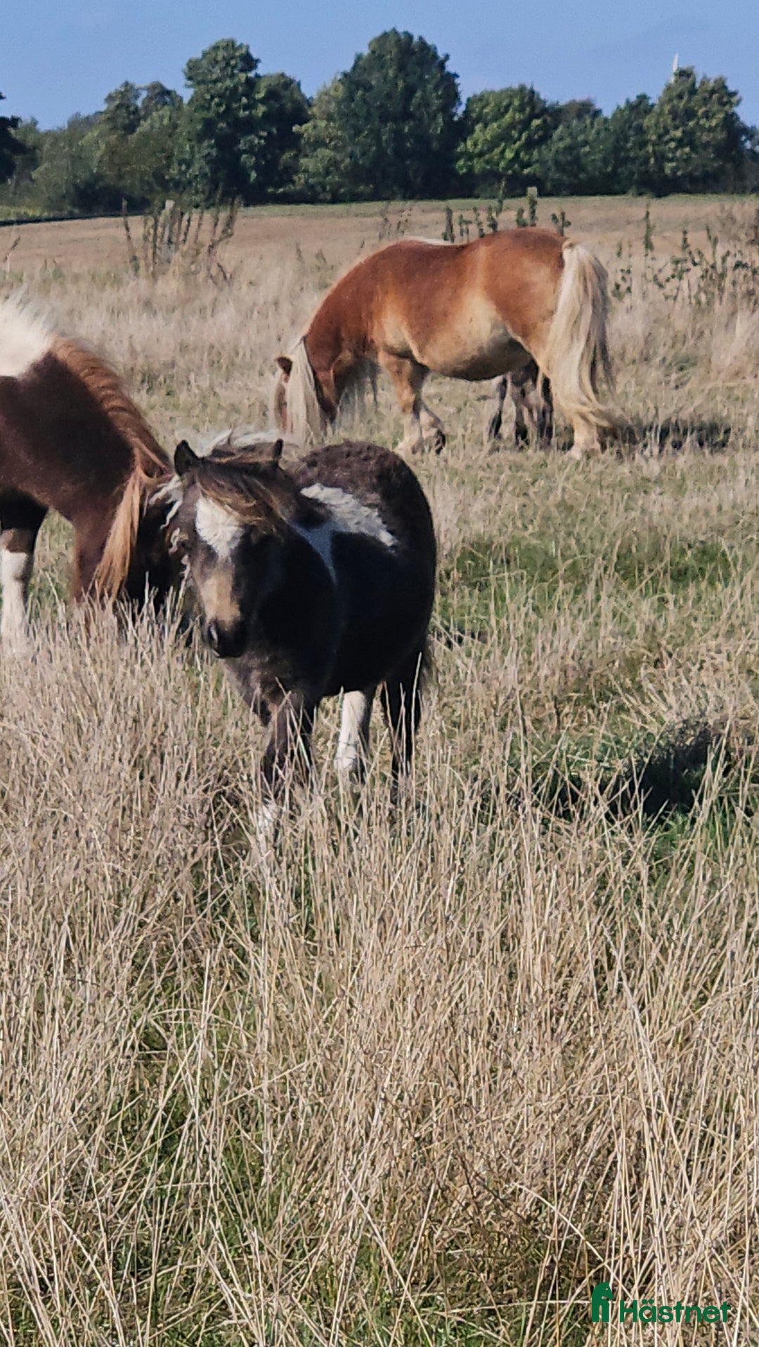 Allround hästar till salu: Charmigt miniföl i Teckomatorp - Annons 2