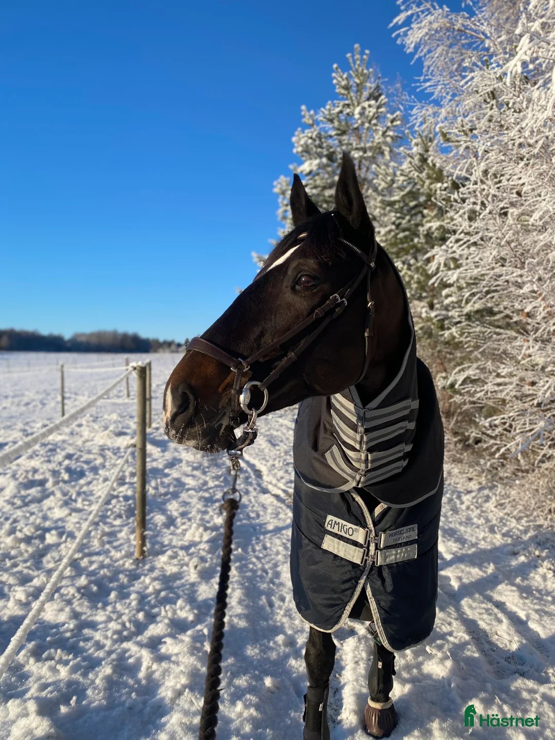 Hoppning hästar till salu: Välhoppande rutinerat hoppsto med fina gångarter - Annons 3