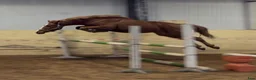 Hoppning hästar till salu: He.Ro Stud SUMMER SALE ! - Annons 5