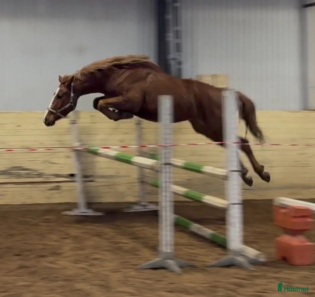 Hoppning hästar till salu: He.Ro Stud SUMMER SALE ! - Annons 2