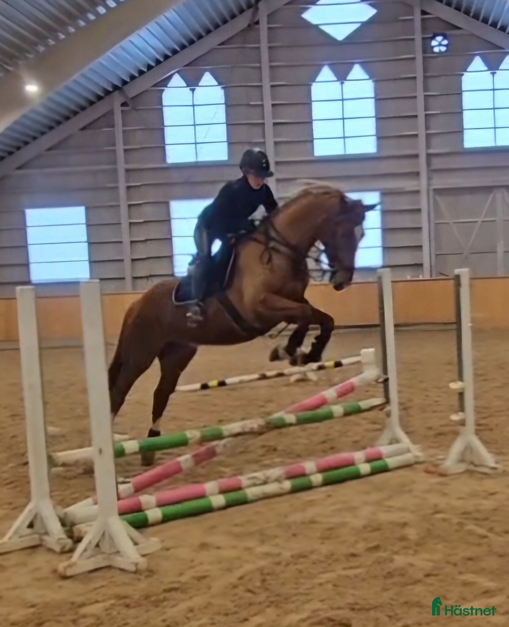  hästar Underbart sto med lite humör. i Stora Skedvi - Annons 14