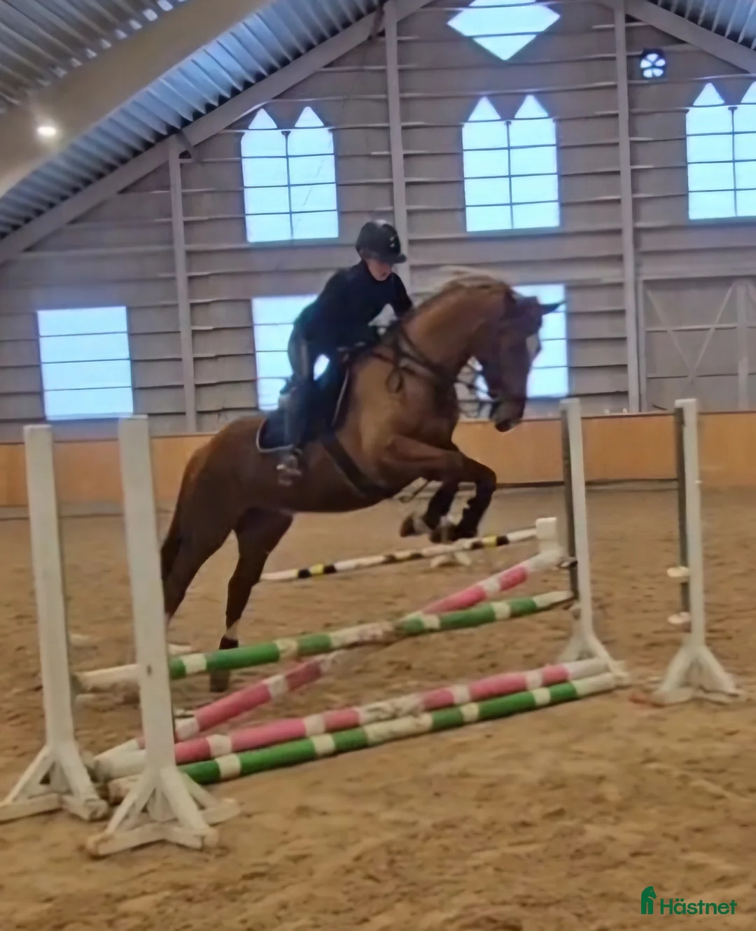 Allround hästar till salu: Underbart sto med lite humör. i Stora Skedvi - Annons 1