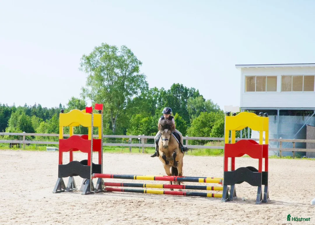 Allround hästar till salu: Pigg valack Russ/Welsh i Ljungby - Annons 2