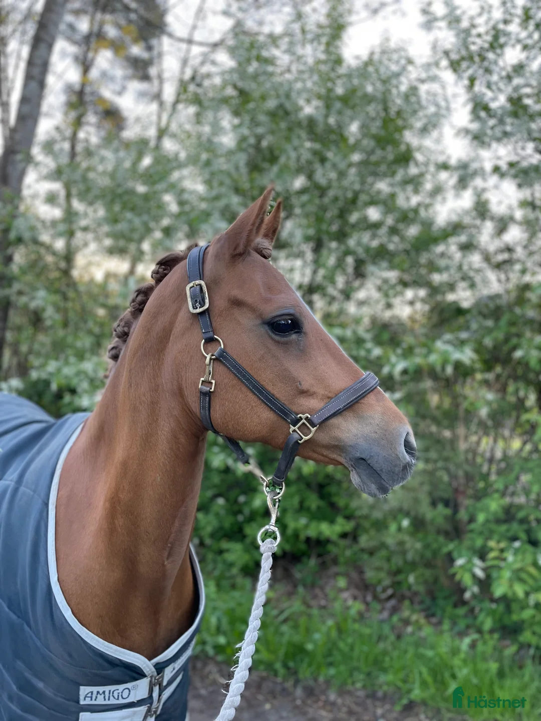 Dressyr hästar till salu: FEI ponny för framtiden! 67,5% i FEI 💥 i Ervalla - Annons 4