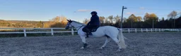 Allround hästar till salu: Ponny för framtiden - Annons 4