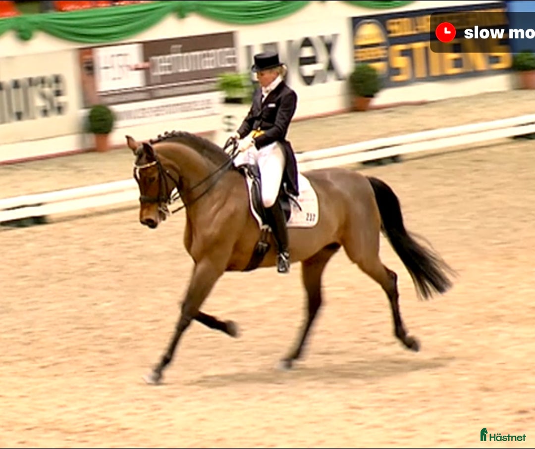 Dressyr hästar till salu: BOKAD: Avelssto dräktig m Hesselhøj D.U i Kalmar - Annons 9