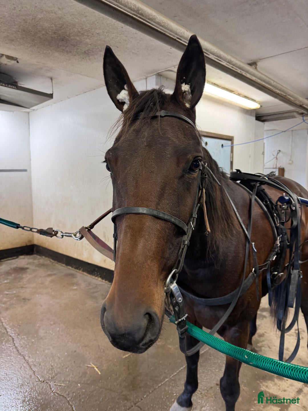 Trav hästar till salu: Start / Licens häst  i Vänersborg - Annons 3