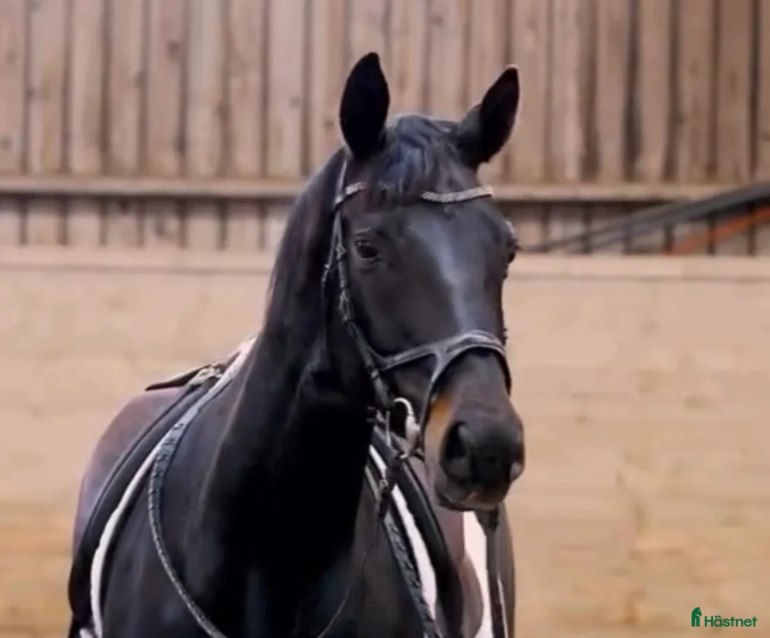 Dressyr hästar till salu: Superfint sto till satsande ryttare - Annons 1