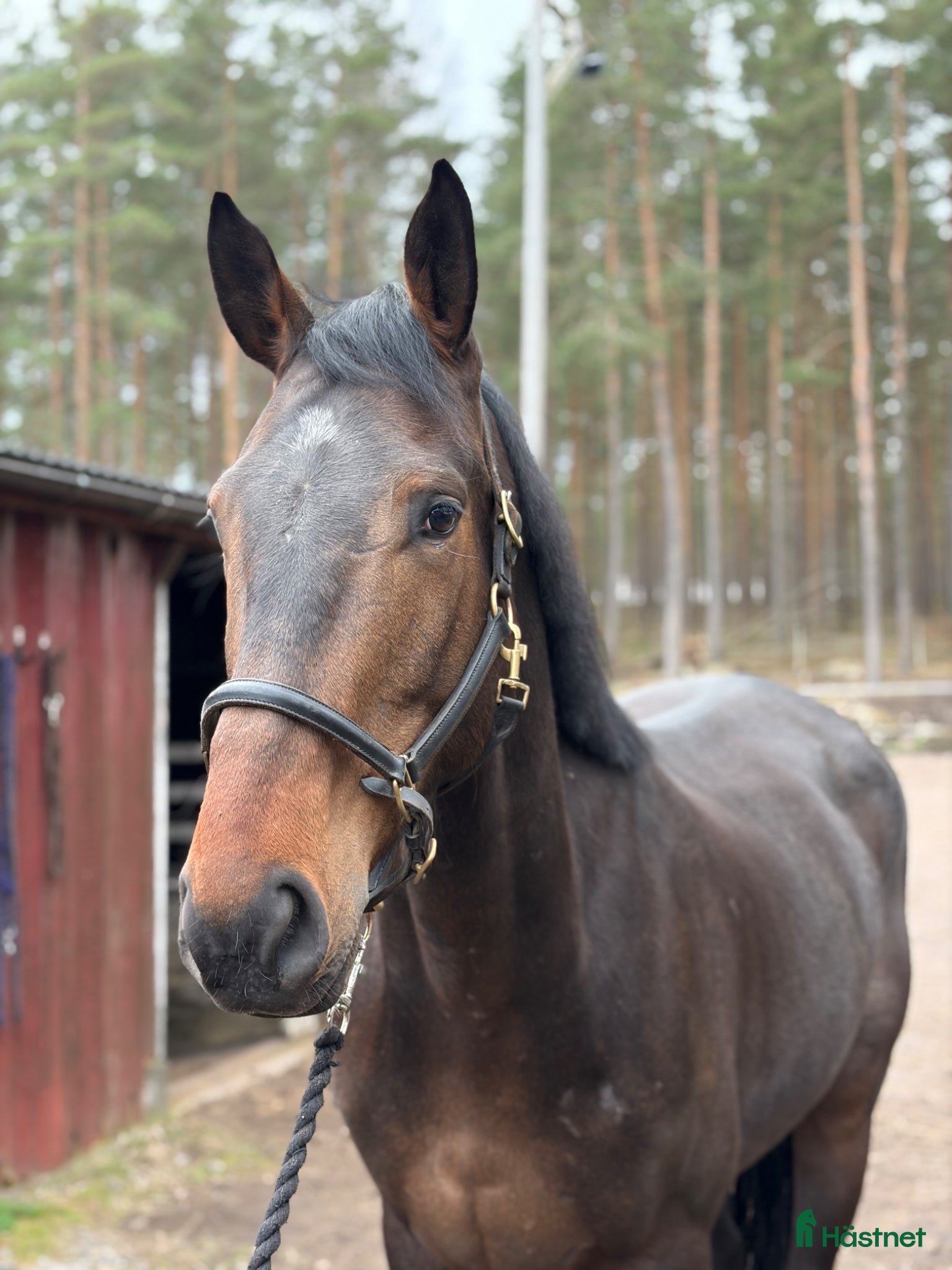  hästar Lovande 6-åring - Annons 1