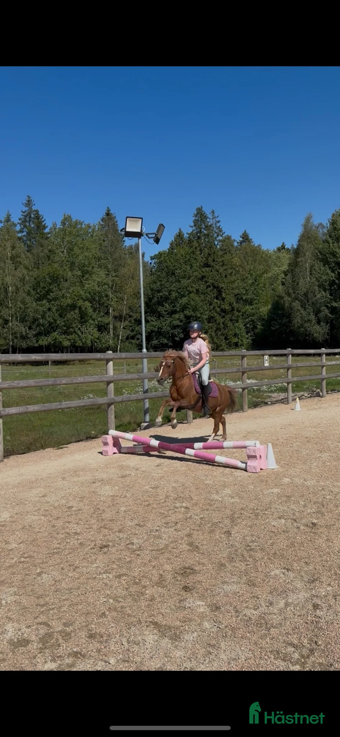 Allround hästar till salu: Sockersöt ponny! - Annons 2