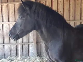 hästar Trevligt sto för avel eller ridning - Annons 4