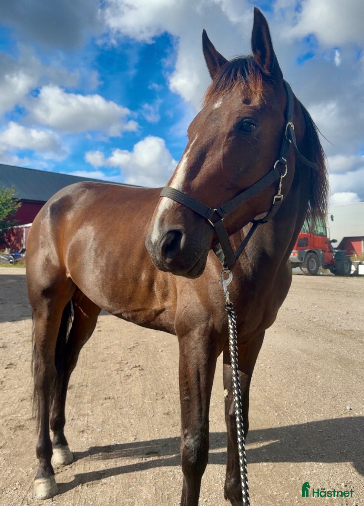Allround hästar till salu: Intressekoll 🌟 - Annons 1