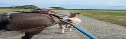 Allround hästar till salu: Fina Hilda  - Annons 3