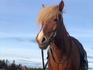 hästar Islandssto triangelmärkt i Orrviken - Annons 9