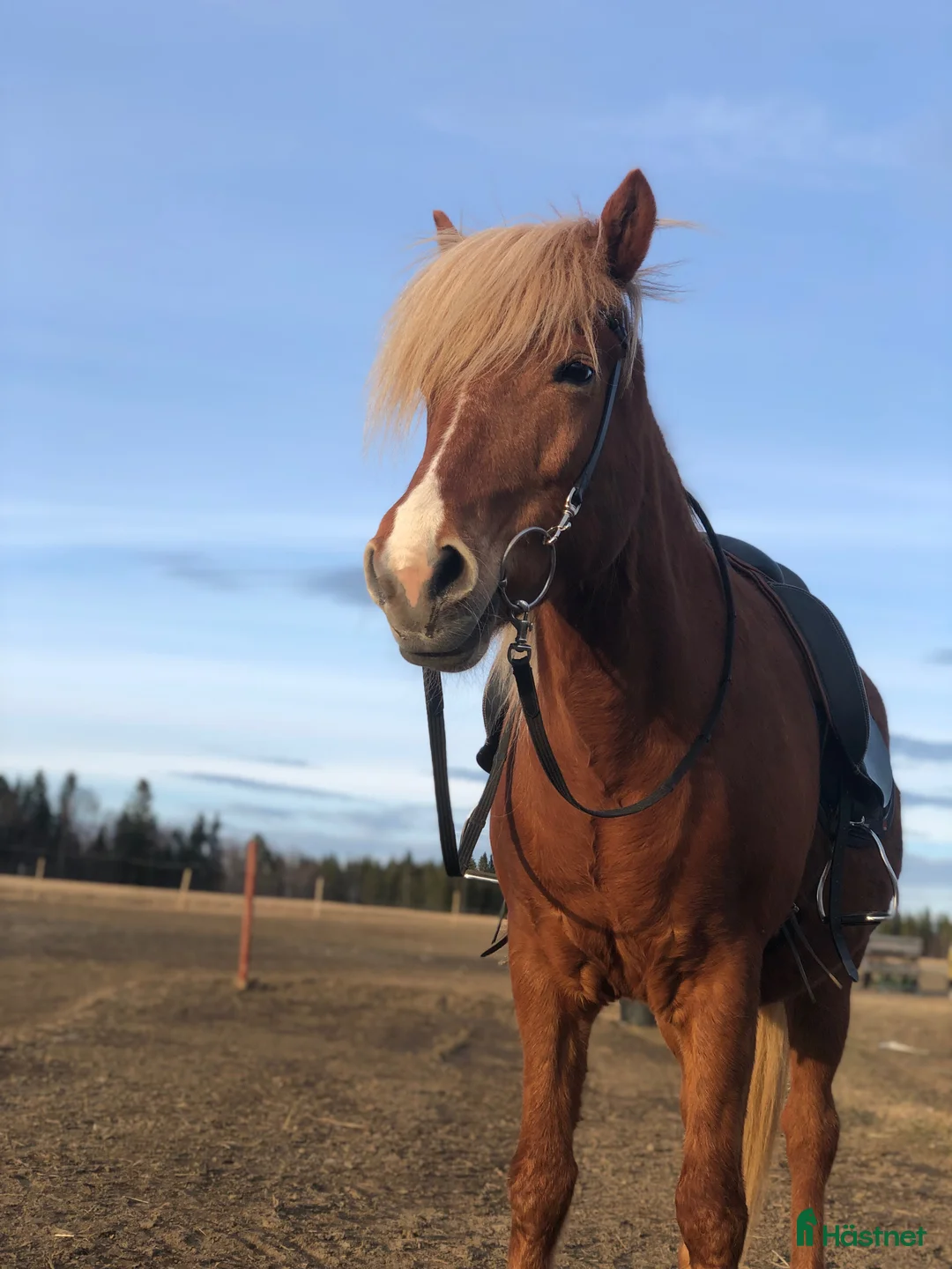 Island hästar till salu: Islandssto triangelmärkt i Orrviken - Annons 1