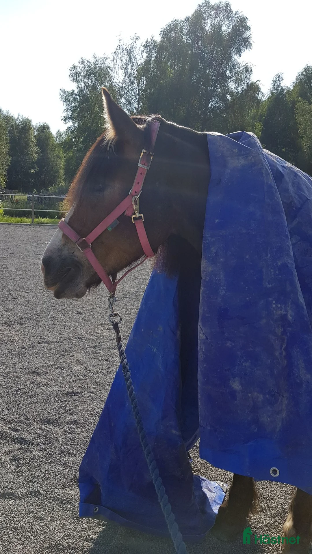 Allround hästar till salu: Kallblodstravare - Annons 4