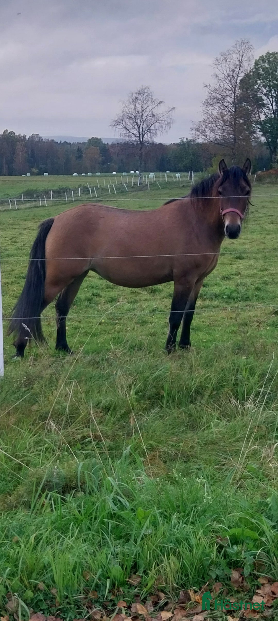 Allround hästar till salu: Fin ponny i Rottneros - Annons 3