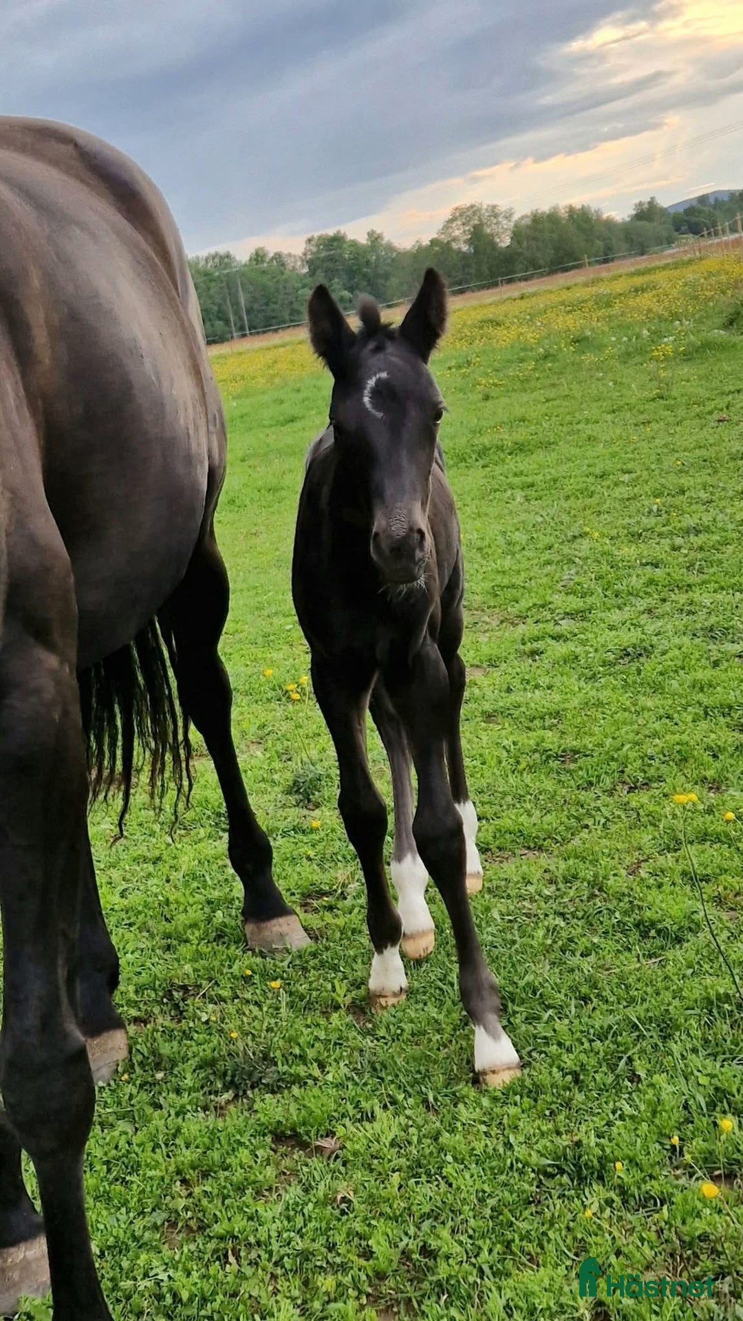 Dressyr hästar till salu: Framtidslöfte e: Oneofakind OM ✨ i Borlänge - Annons 2