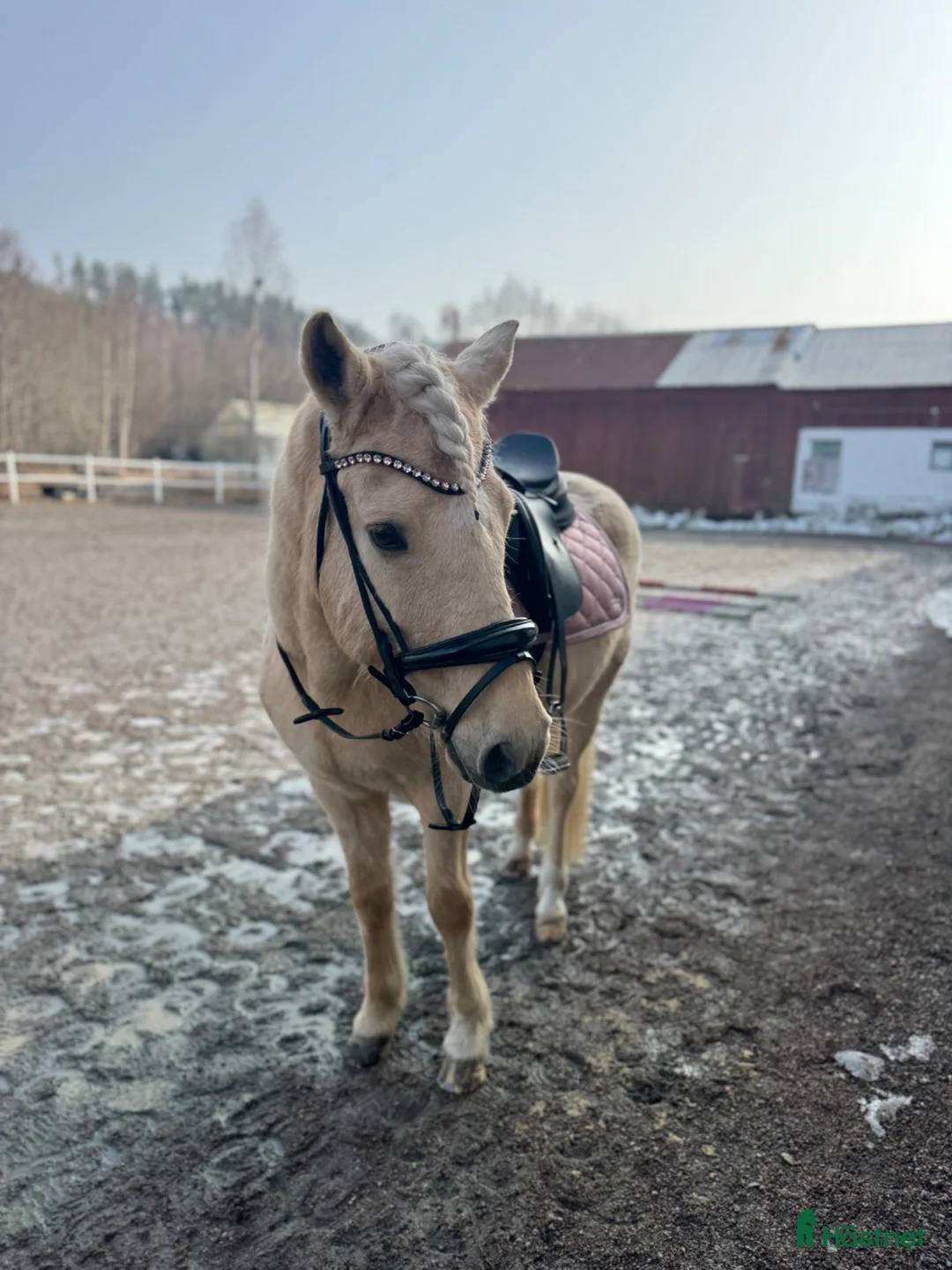 Allround hästar till salu: Underbar Aegidienberger valack  - Annons 10