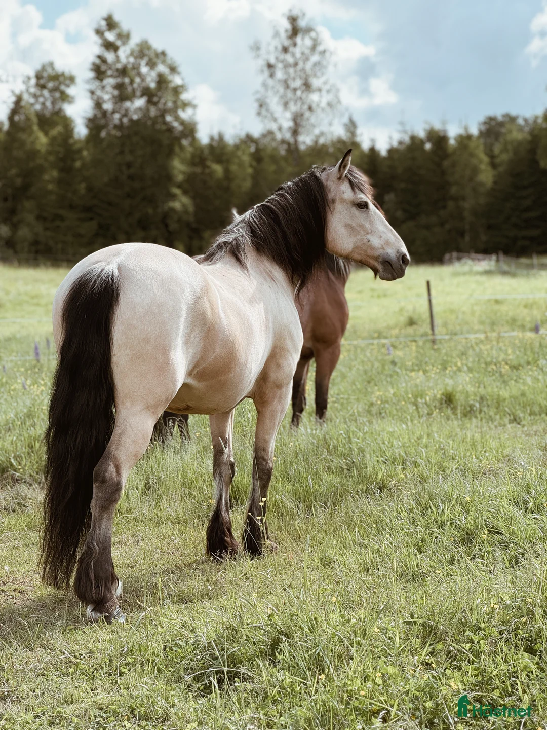 Allround hästar till salu: Fantastisk ridtravare - Annons 2