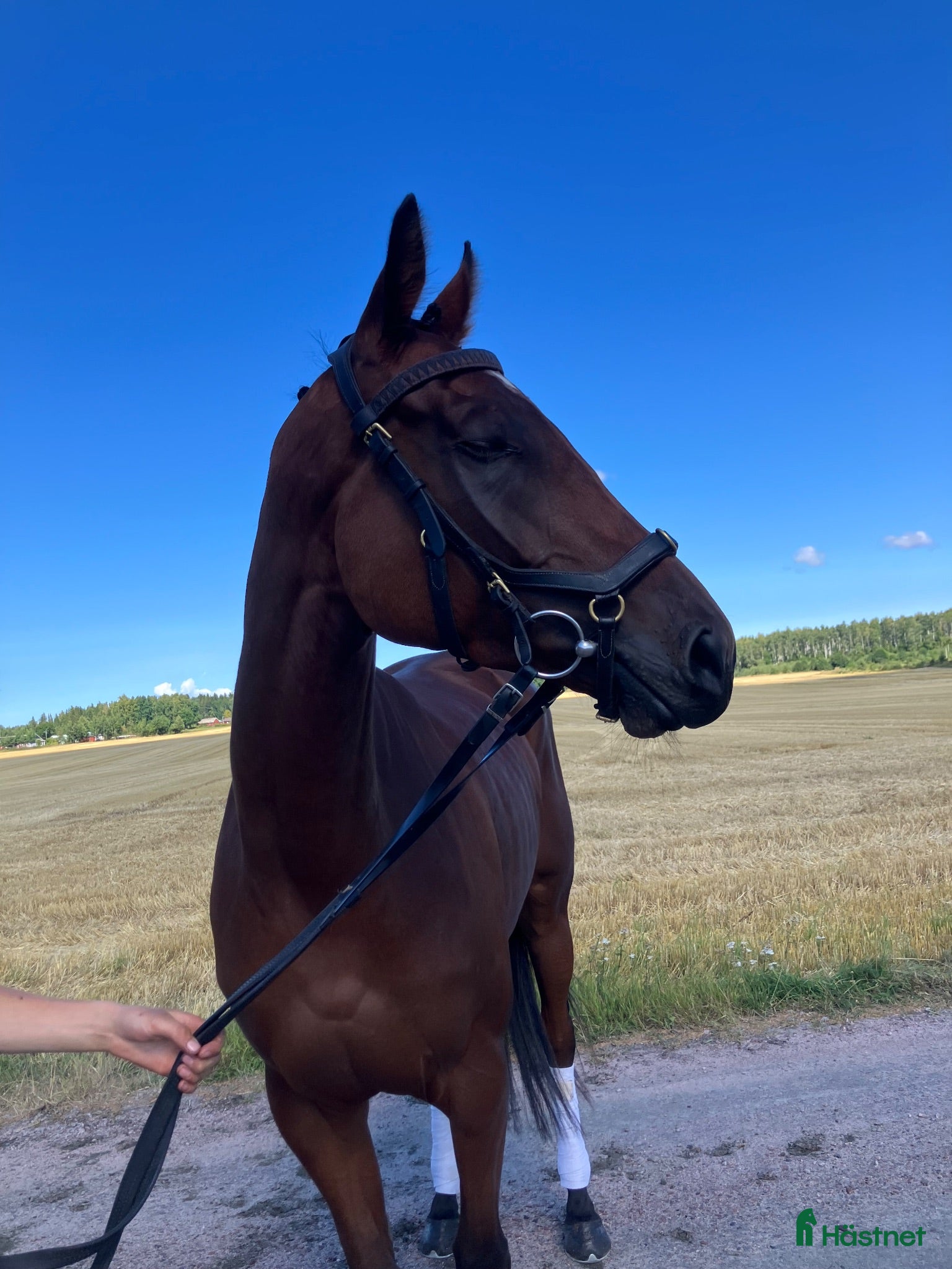  hästar Kanonfin trevligt sto - Annons 2