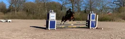 Allround hästar till salu: ⭐️ Lovande allroundponny ⭐️ - Annons 3