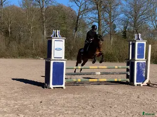 hästar Lovande allroundponny till rutinerad ryttare! - Annons 4
