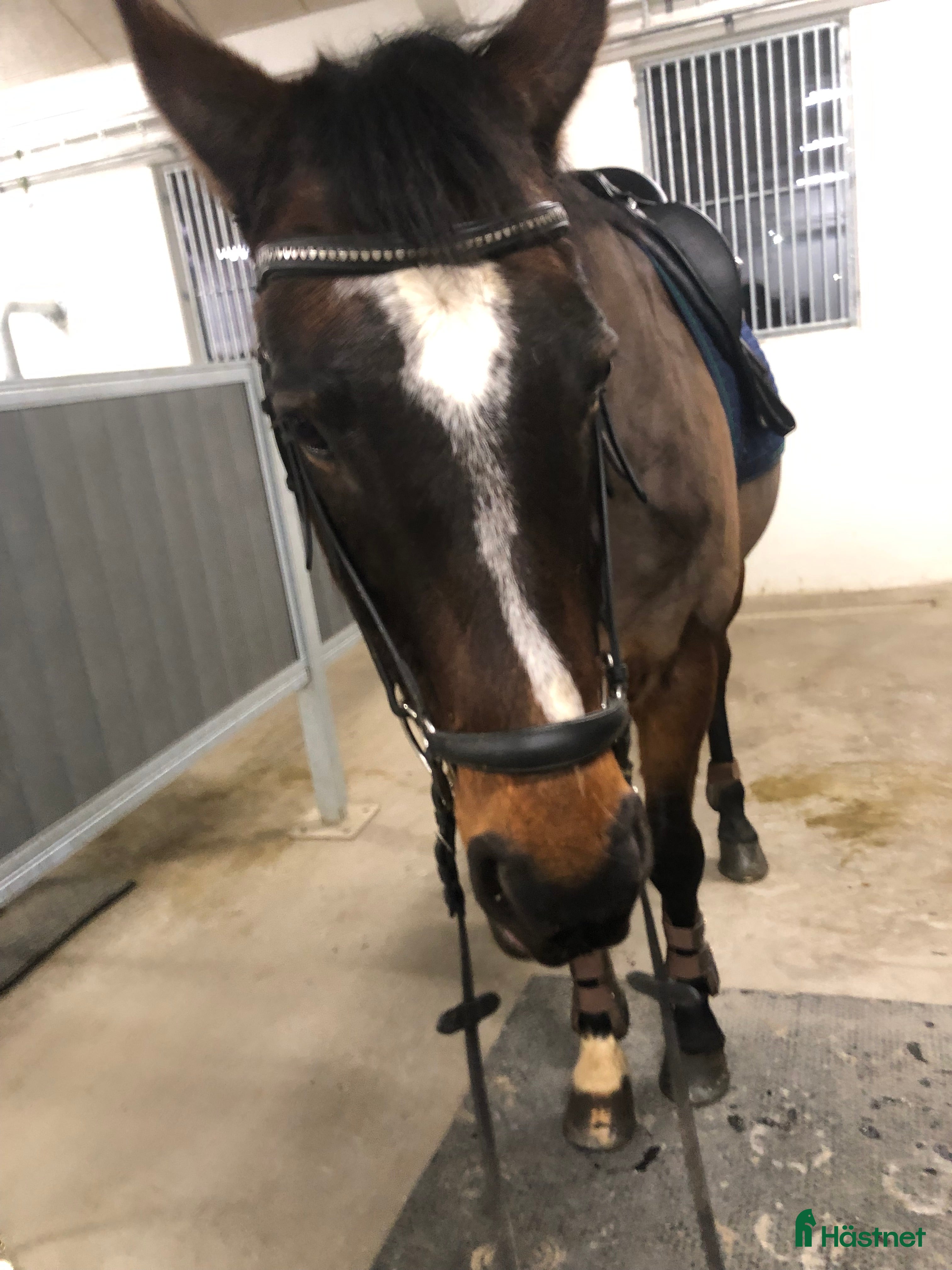  medryttarhäst sökes: Medryttare finnes! - Annons 1