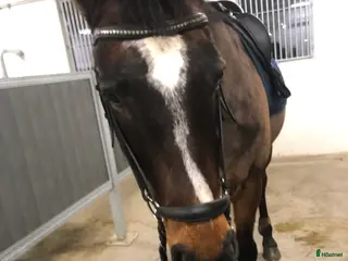 medryttarhäst sökes: Medryttare finnes! - Annons 1