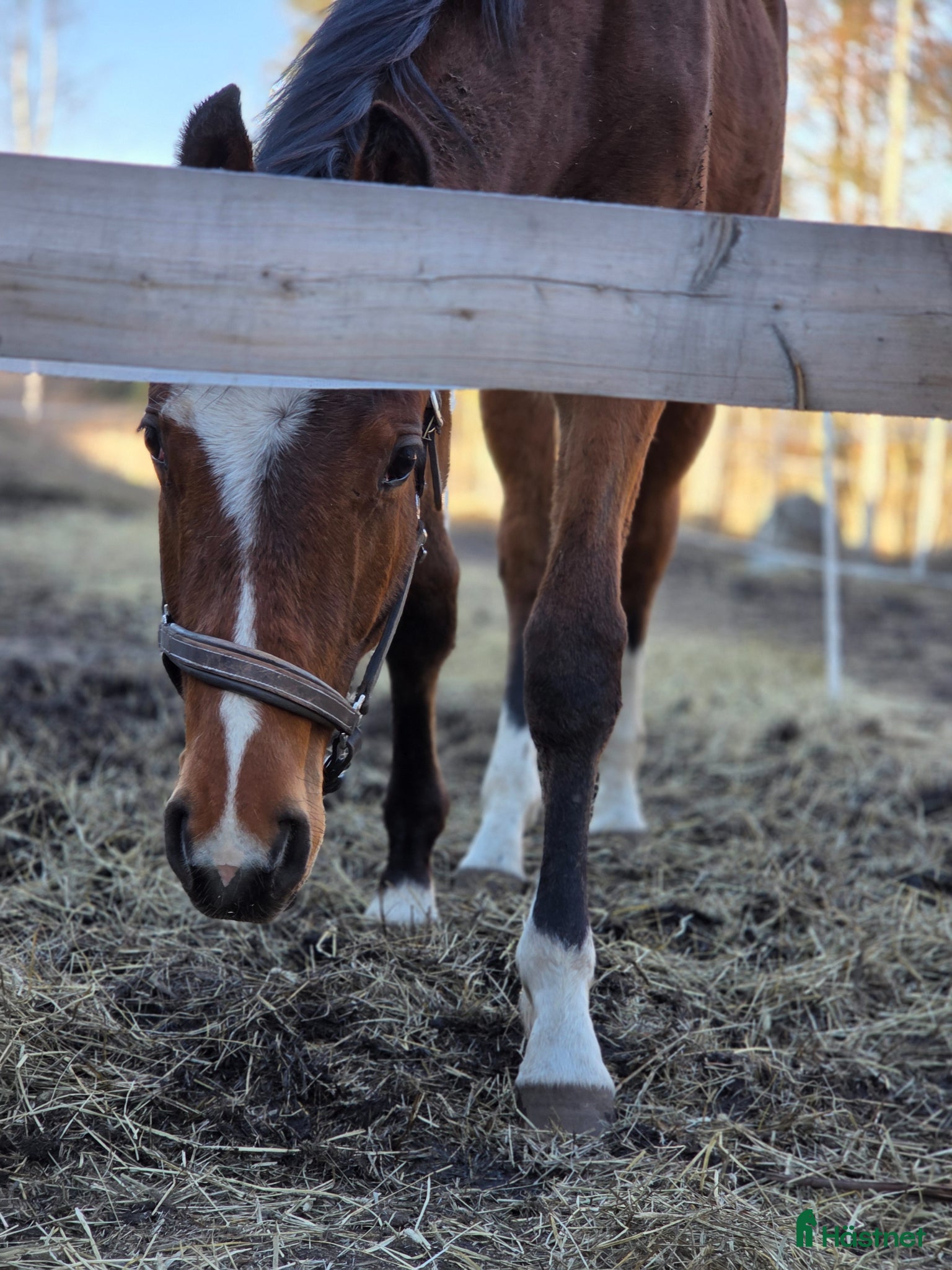  hästar Superfin åring - Annons 1