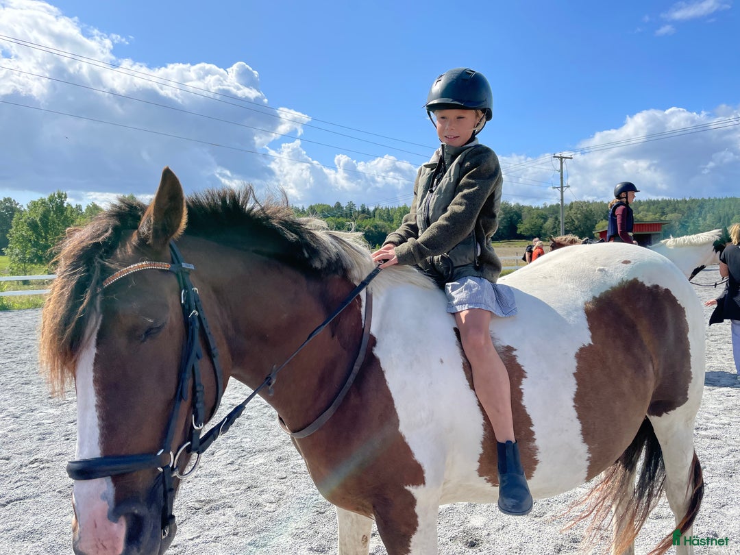  foderhäst sökes: Fodervärden/medryttare  - Annons 7