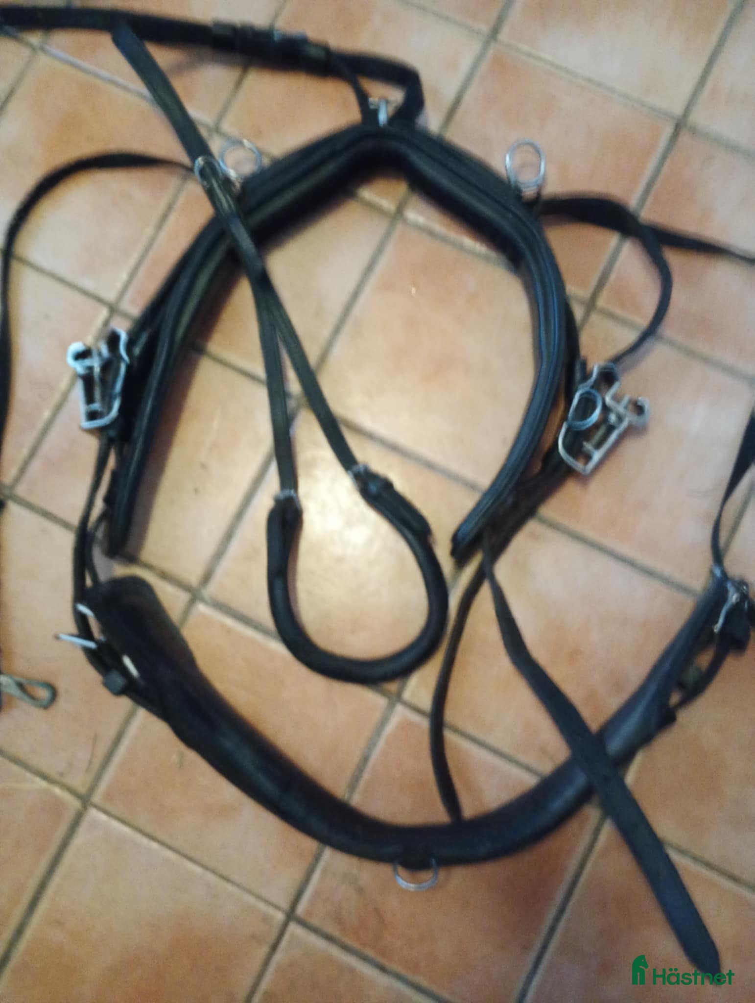 Travselar trav till salu: Whalsh sele  i Boden - Annons 1