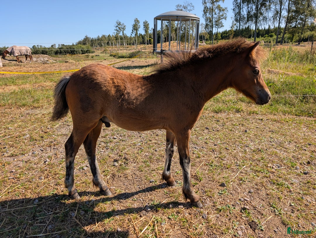 Allround hästar till salu: Rollo söker nya buskumpaner våren 2026 i Falköping - Annons 7